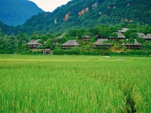 Bản Làng Người Thái. (i) Min