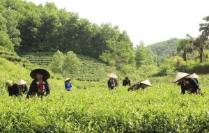 Mô Hình Phát Triển Các Vùng Trồng Chè Của Dân Tộc Sán Chay(thái Nguyên) Min