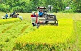Thu Hoạch Lúa Nước Của Người Kinh (cơ Giới). Min