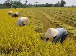 Thu Hoạch Lúa Nước Của Người Kinh (thủ Công). Min