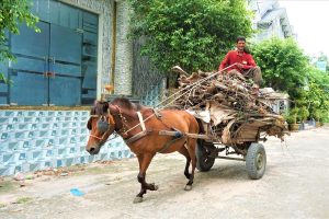 Xe Ngựa Phương Tiện Vận Chuyển Hàng Hoá Của đồng Bào Khmer ở Vùng Thất Sơn Bảy Núi (an Giang) Min